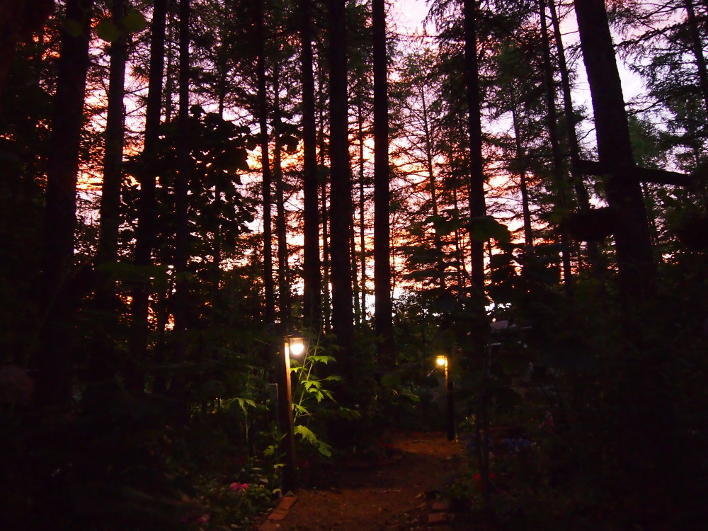 ７月の遅い夕暮れ・・カンタベリーの森の中からもきれいでした。_f0276498_21115672.jpg