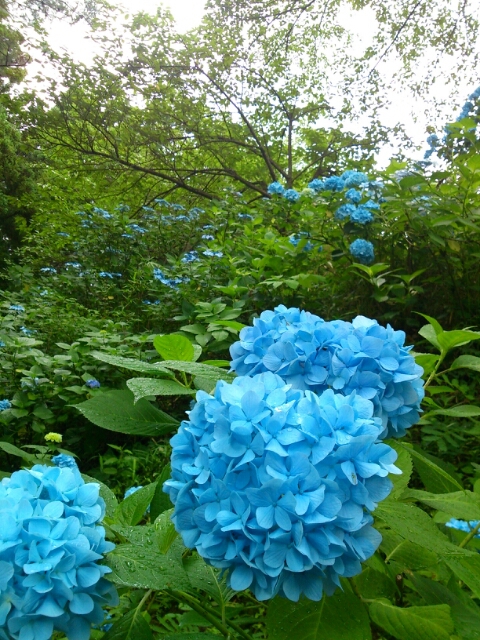 ＨＹＤＲＡＮＧＥＡ  @ＤＯＡＩＤＡＴＥ_b0134907_9403337.jpg