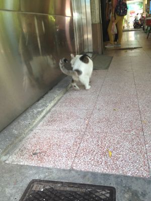 台湾かわいいとおもしろ編_e0239908_22294748.jpg
