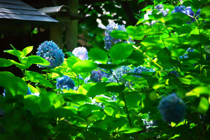 a0263109_1044776.jpg