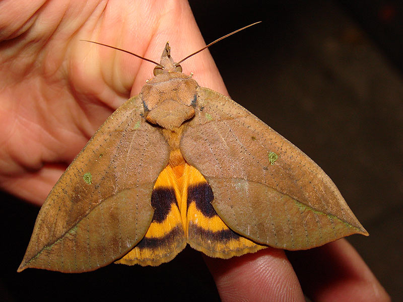 コノハチョウ イシガケチョウ 一寸の虫にも五分の魂