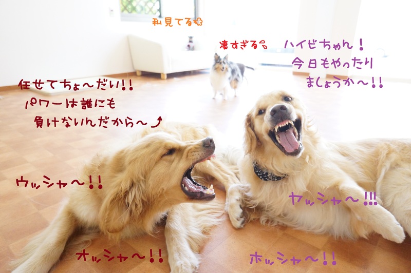 初めての大型犬(*ﾟдﾟ*)!!_d0220513_1605315.jpg