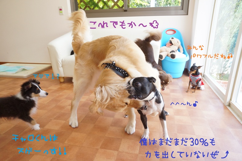 初めての大型犬(*ﾟдﾟ*)!!_d0220513_161314.jpg