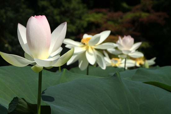 植物園　ハスが盛り_e0048413_17111488.jpg