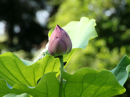 植物園　ハスが盛り_e0048413_17121517.jpg