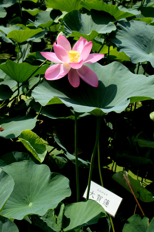 植物園　ハスが盛り_e0048413_17123332.jpg