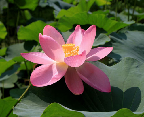 植物園 ハスが盛り_e0048413_17134288.jpg
