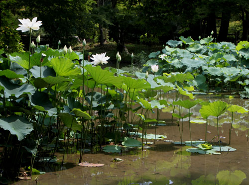 植物園　ハスが盛り_e0048413_17135368.jpg