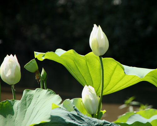 植物園　ハスが盛り_e0048413_17143929.jpg