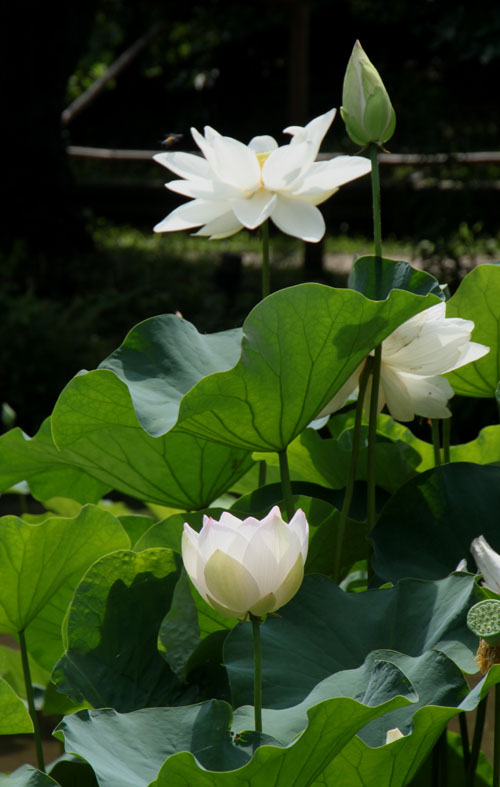 植物園 ハスが盛り_e0048413_17145494.jpg
