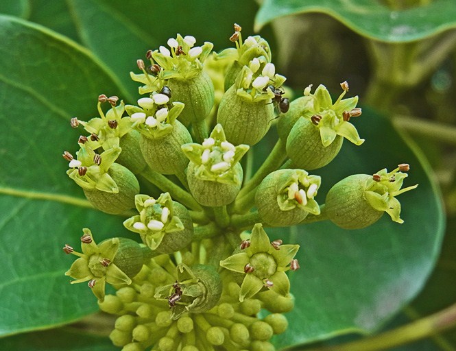 カクレミノの花 樹木見て歩き