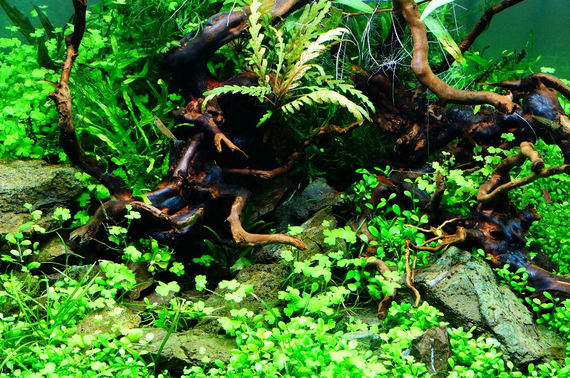 アーチ流木 Lサイズ ナローリーフ巻き ちょくせつ