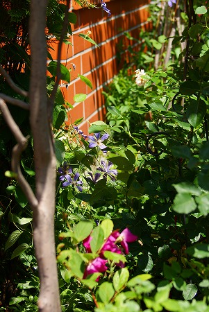 f0170524_857995.jpg