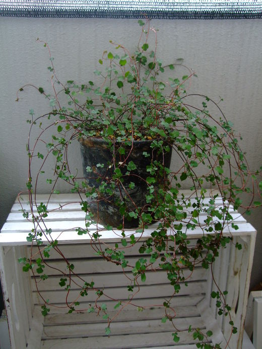 f0243726_10101567.jpg