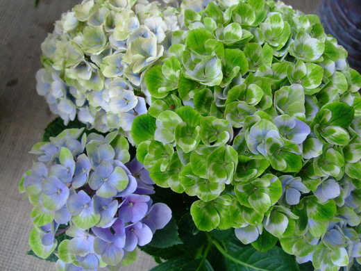 f0243726_10103116.jpg