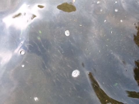 猪苗代湖の海老_e0130334_4575551.jpg