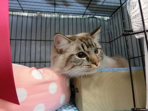 シールリンクスミテッドの由芽ちゃん ラグドールな面々 A シールリンクスミテッドの由芽ちゃん ラグドールな面々 A