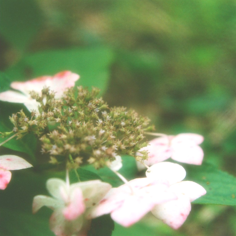 Hydrangea-07_e0262941_23584241.jpg