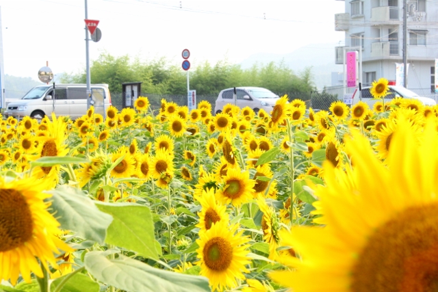 牟岐の小さな太陽*　☀_a0280142_15313265.jpg