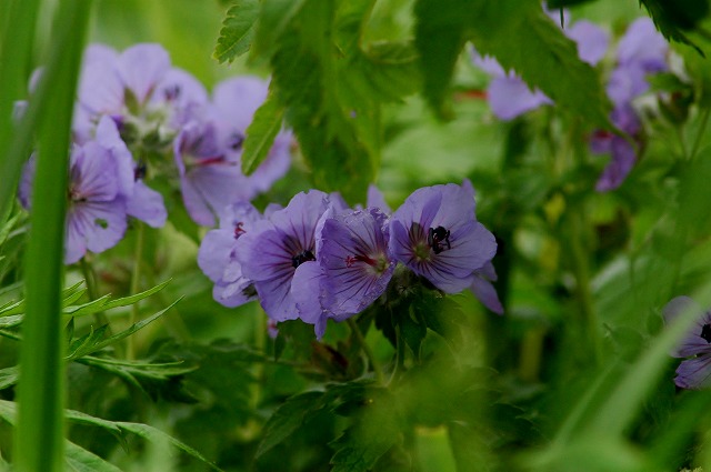 f0202445_23262432.jpg