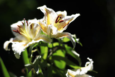 b0087456_1018225.jpg