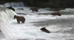 引き続きアラスカのクマで涼んでください_b0087556_2155997.jpg