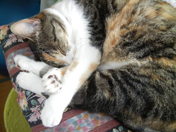 ’13,7,11(木)猛暑でも卓球!_f0060461_1022472.jpg