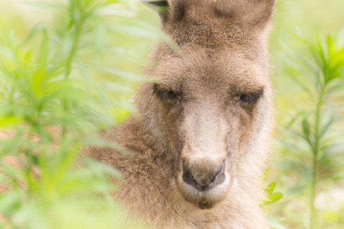 草の中で・・カンガルーさん_b0190068_19313925.jpg