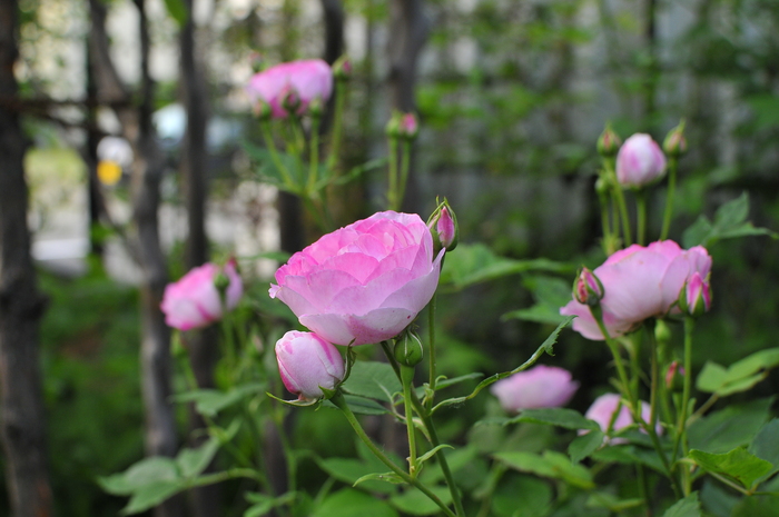 色付くバラ マダム ピエール オジェ judeの庭と薔薇のカヲリ 色付くバラ マダム ピエール オジェ judeの庭と薔薇のカヲリ