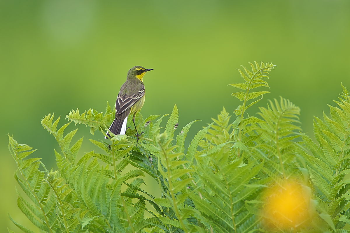 北海道の夏_キマユツメナガセキレイ_d0125872_0251025.jpg