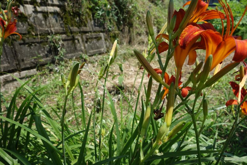 花のアブラムシ退治_c0173882_15575472.jpg
