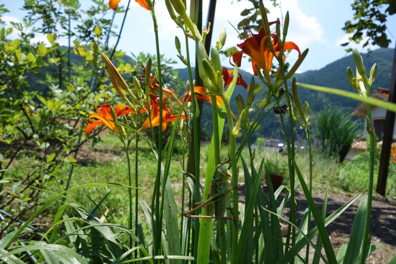 花のアブラムシ退治_c0173882_1624369.jpg