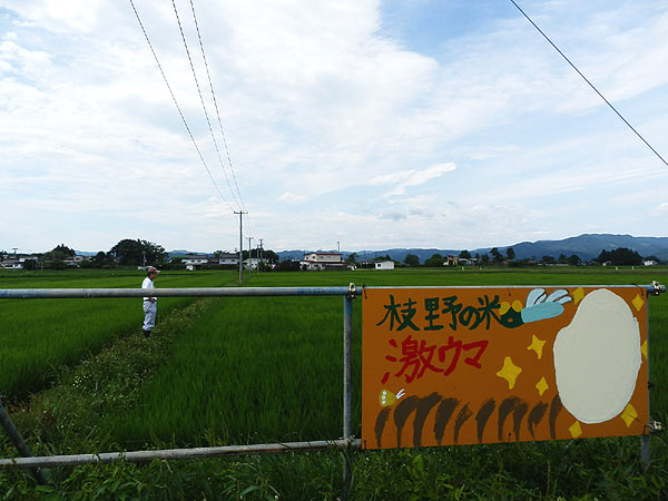 7月10日の田んぼ(上目黒小・枝野小)_d0247484_11461053.jpg