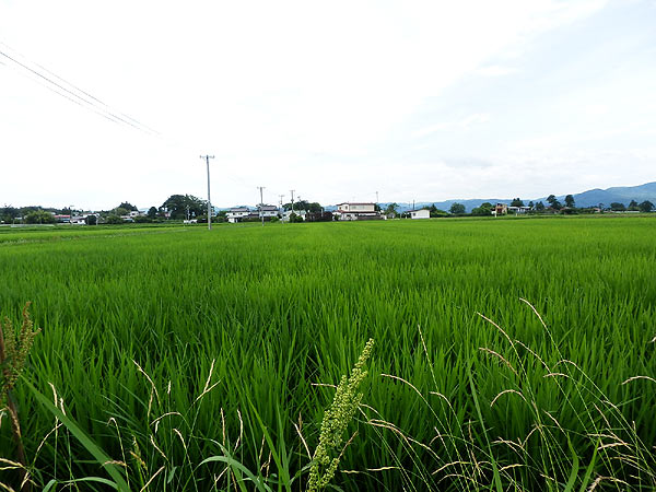 7月10日の田んぼ(上目黒小・枝野小)_d0247484_11464717.jpg