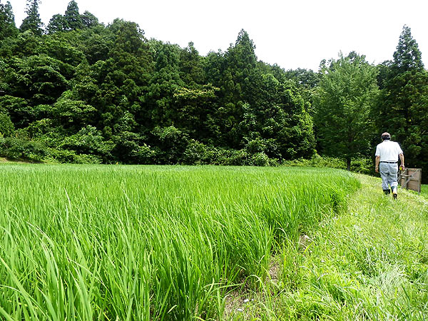 7月10日の田んぼ(月光原小・西根小)_d0247484_1318643.jpg