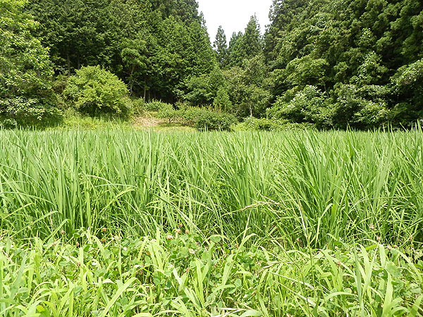 7月10日の田んぼ(月光原小・西根小)_d0247484_1375980.jpg