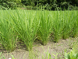 7月10日の田んぼ(月光原小・西根小)_d0247484_1381932.jpg