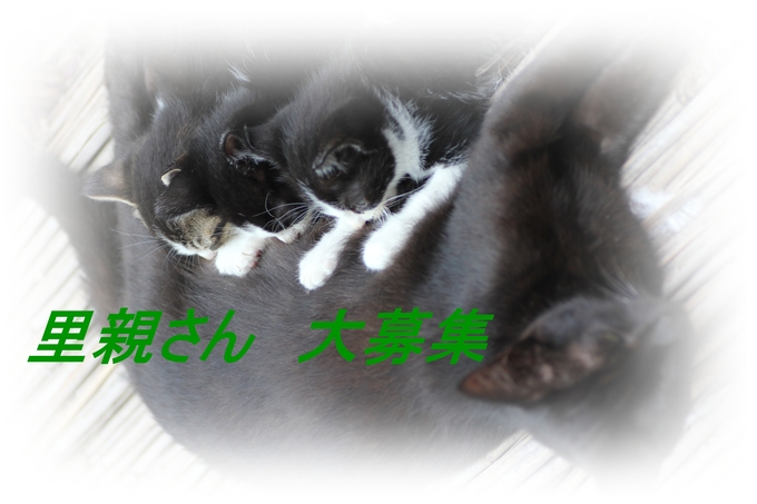 【子猫の里親さん募集です】_d0332985_1893077.jpg