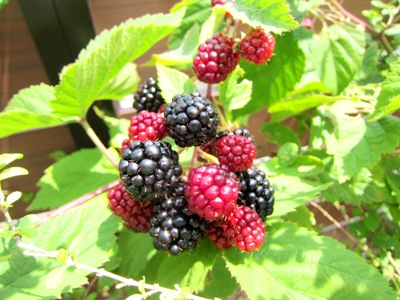 梅とブラックベリー_d0249193_10415937.jpg