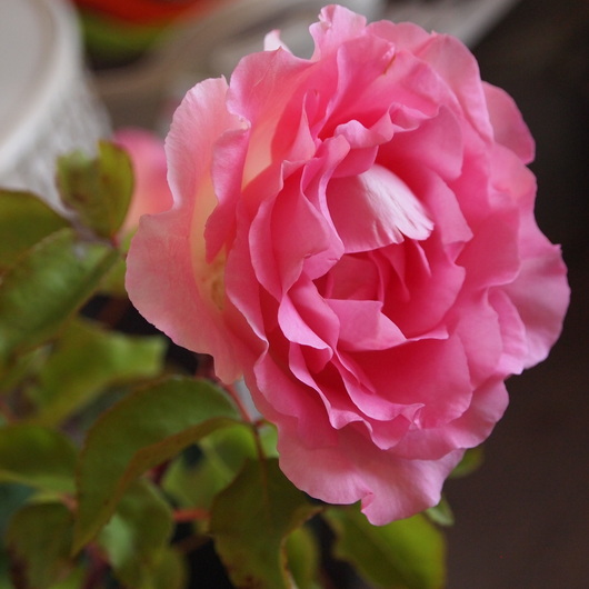 バラ苗開花ービバリー_a0292194_20341776.jpg