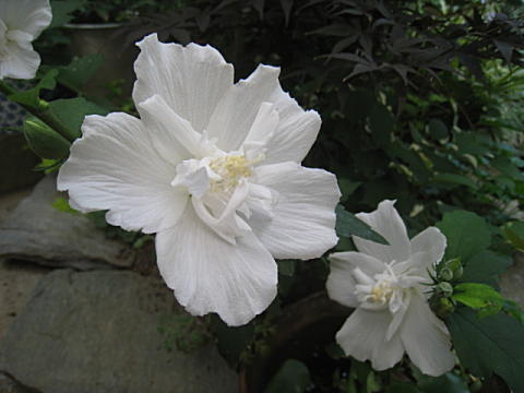 d0046702_14414579.jpg
