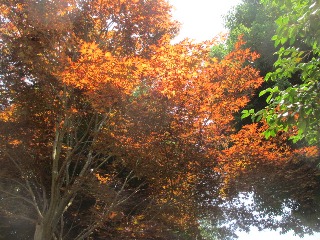 異常気象?!_d0091909_1354070.jpg