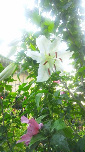 夏の庭_d0085018_1851814.jpg