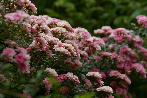 f0170524_6515834.jpg