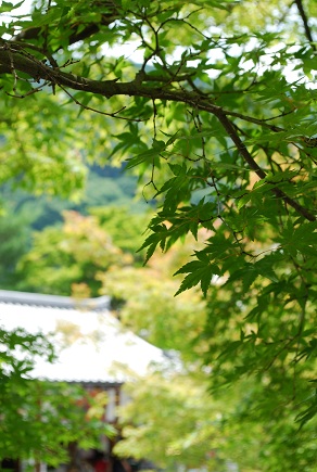 4日間の命 ~天龍寺 (京都)~_c0235725_663340.jpg
