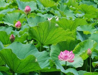 4日間の命 ~天龍寺 (京都)~_c0235725_684125.jpg
