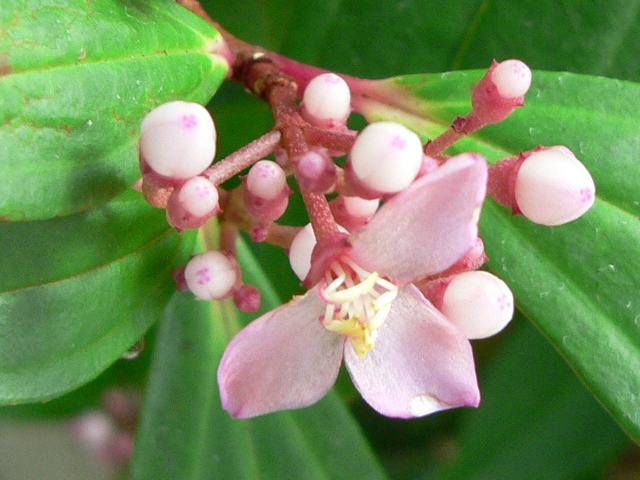 野牡丹葛 ノボタンカズラ 花の仲間調べ 野牡丹葛 ノボタンカズラ 花の仲間調べ