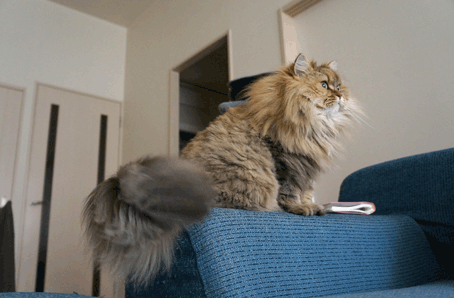 e0157129_2003428.gif