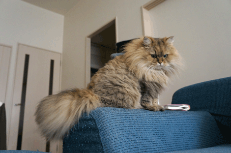 e0157129_2005787.gif