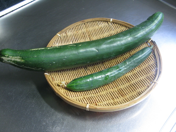 留守中の野菜と伊勢路、那智勝浦_d0323231_14594617.jpg